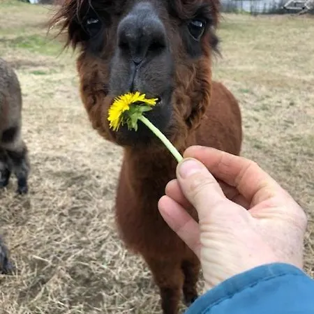 Ca Di Sciavatin 住宿加早餐酒店 *