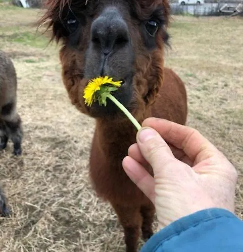 Ca Di Sciavatin Oda ve Kahvaltı *